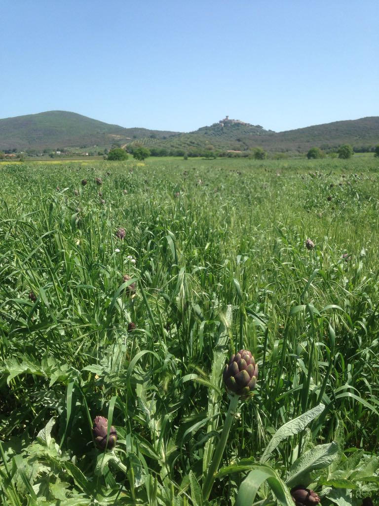 carciofi