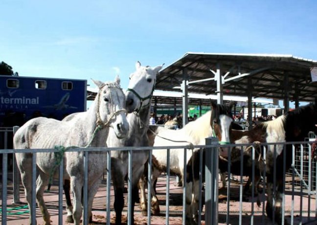 viviroma e dintorni maggio 2018