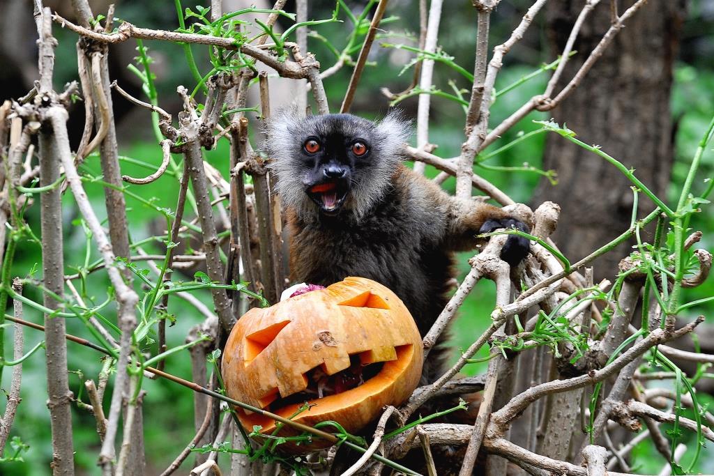 halloween bioparco