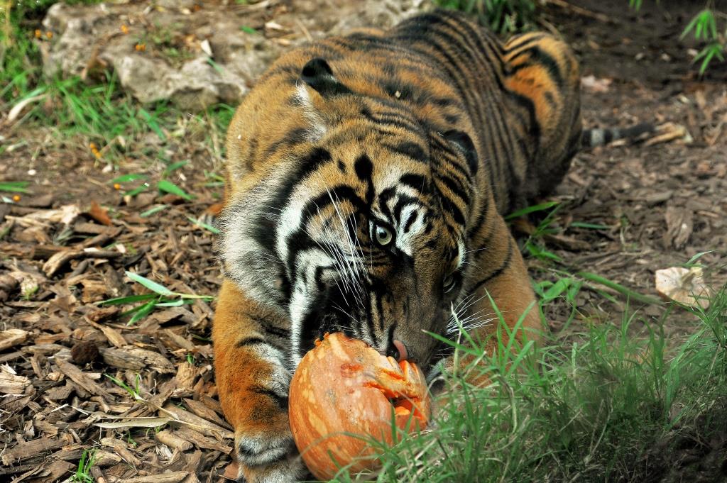 halloween bioparco