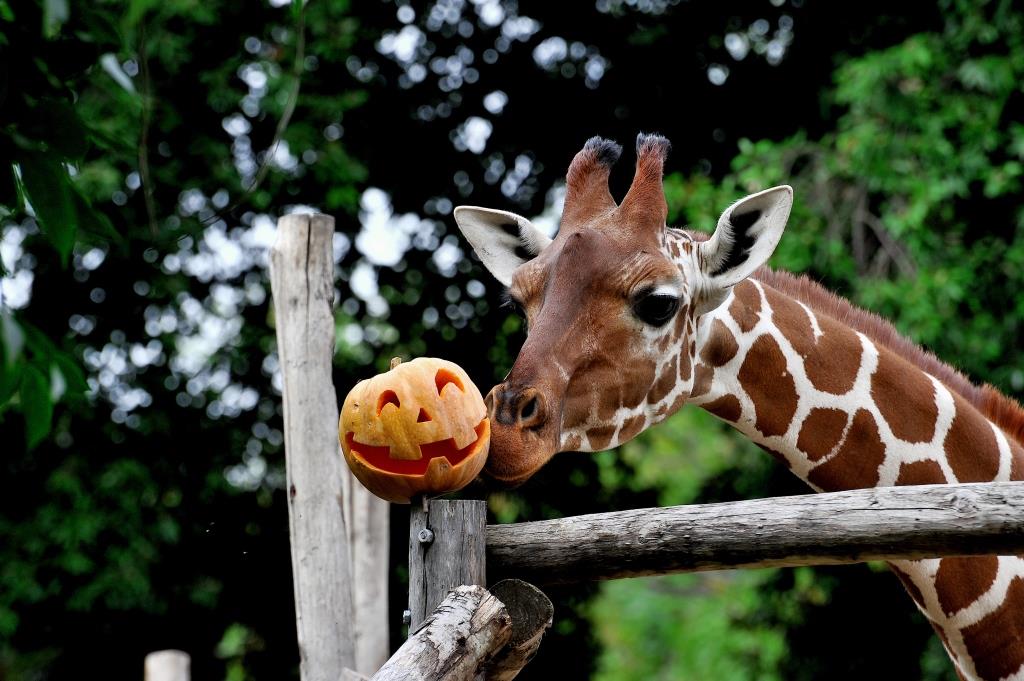 halloween bioparco