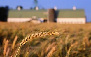 Innovazione e tecnologia per salvaguardare le produzioni Made in Italy. A partire da grano e mais agricoltura
