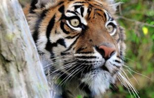 Al Bioparco giornata Grandi felini: predatori sotto scacco! bioparco