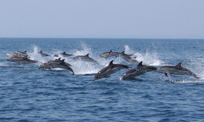 viareggio