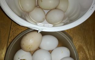 Primavera all’insegna del bio! uova