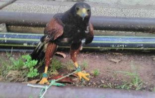 Rapace imprigionato salvato in Via Oderzo roma capitale