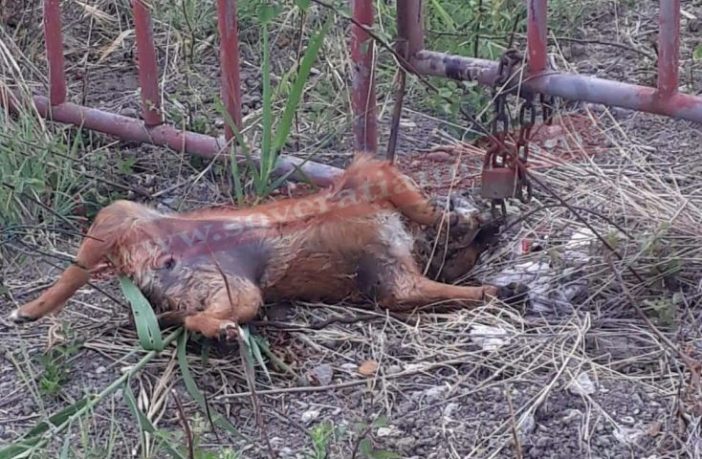 cagnolina uccisa