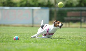 jack russel