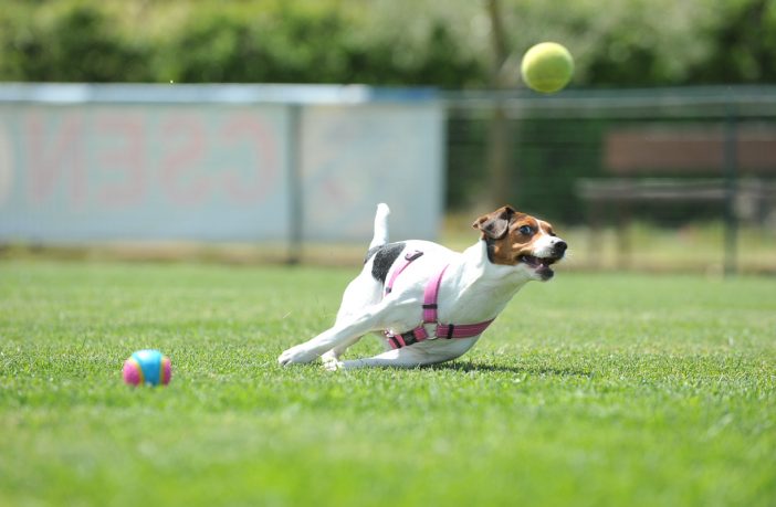 jack russel