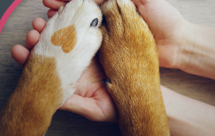 Morando sostiere la lega nazionale per la difesa del cane lega del cane