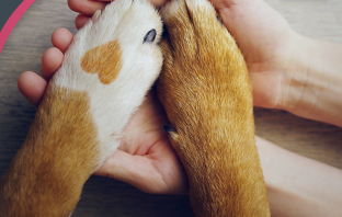 lega del cane