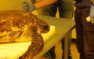 E’ salva l’esemplare di tartaruga Caretta Caretta ritrovata sulle Coste Laziali carretta carretta
