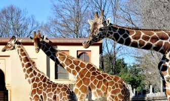 bioparco giraffa