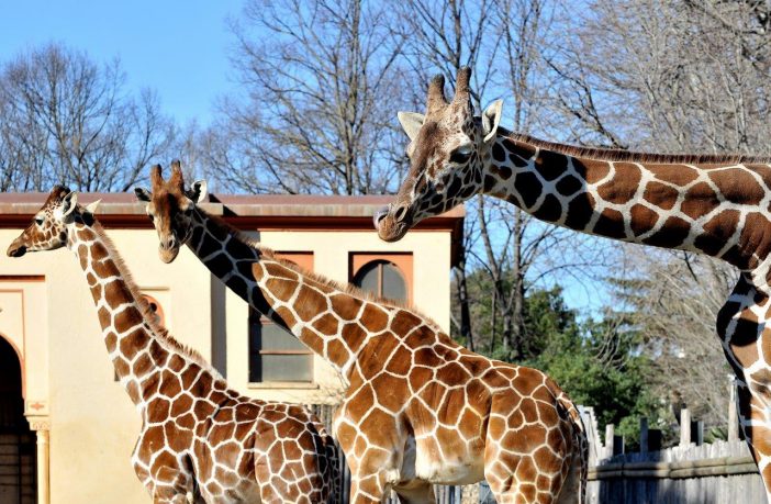 bioparco giraffa