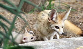 fennec