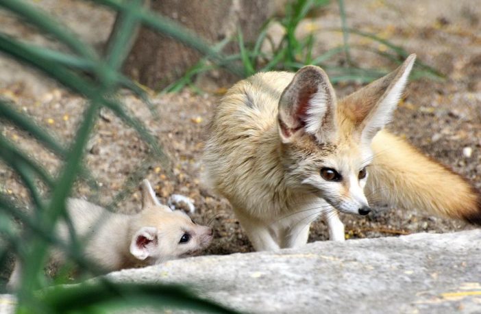 fennec