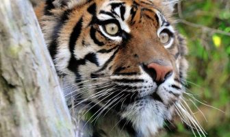 bioparco tigre
