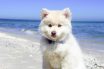 dogalize