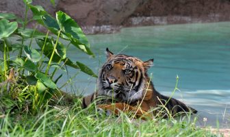 bioparco caldo