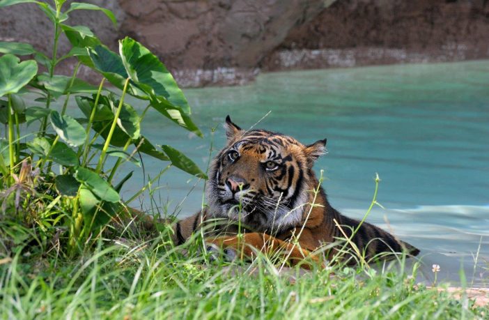 bioparco caldo