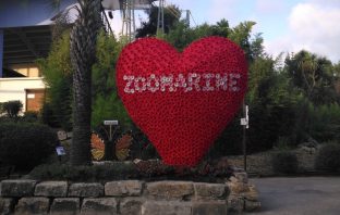 cupido zoomarine