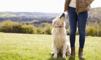 Cane passeggiata