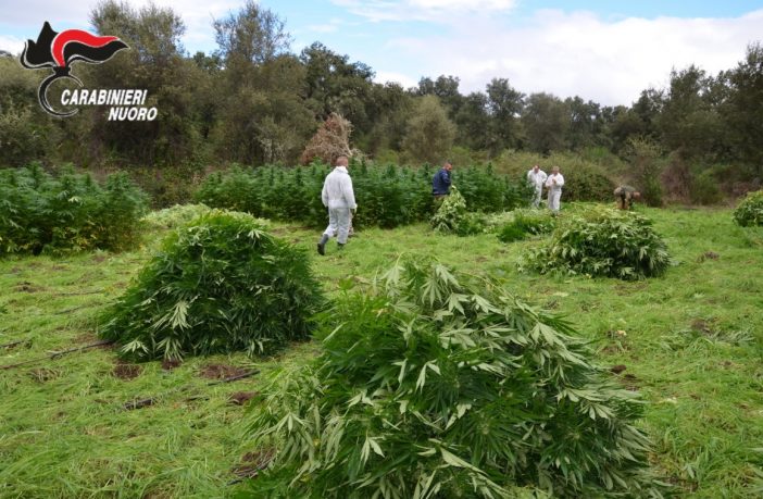 carabinieri cannabis