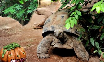 halloween bioparco