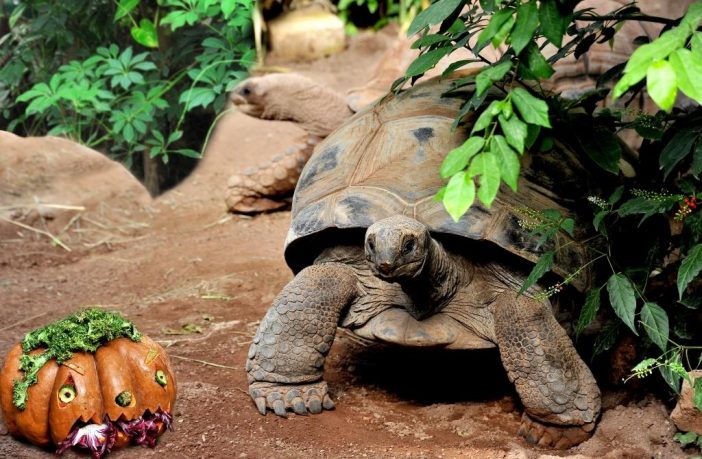 halloween bioparco