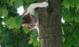 gatti parassiti