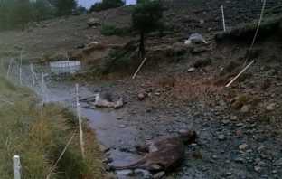 Piani di Praglia (GE) – Asini morti e maltrattati. LNDC denuncia lndc