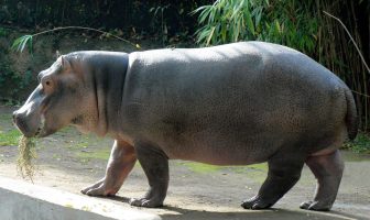bioparco