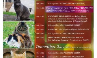gatti piramide