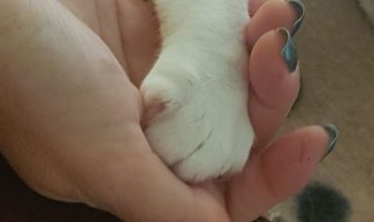animali eutanasia