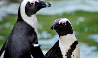bioparco