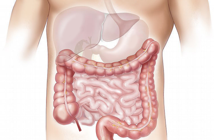 intestino