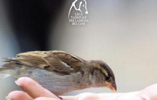 I consigli di LNDC per aiutare gli uccellini durante l’inverno lndc