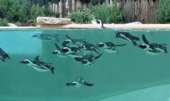 Bioparco: proroga promozione pinguini a 8 euro bioparco