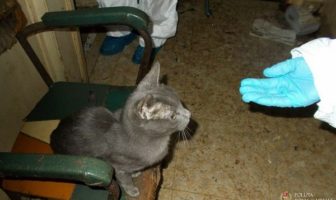gatti