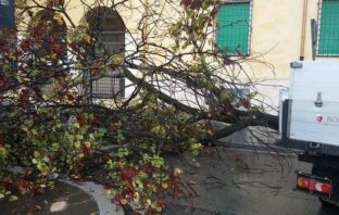 Codacons su albero caduto a Viale Mazzini – denuncia Comune codacons