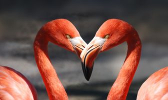 san valentino