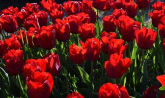 tulipark