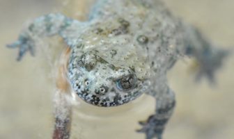 bioparco