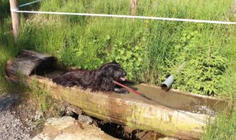 Caldo in città, come tutelare il proprio animale da compagnia caldo