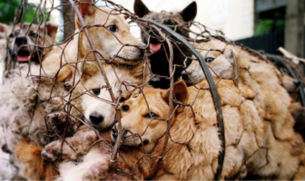yulin