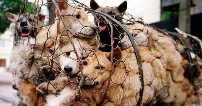 yulin