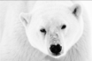 orso