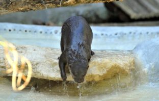 Al Bioparco con le lontre e lo sconto bioparco