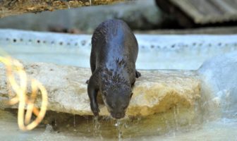 bioparco