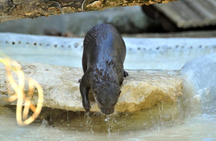 bioparco